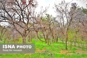 نفوذ توده هوای سرد و تنش دمایی در استان‌های ساحلی دریای خزر/ احتمال خسارت به شکوفه‌های درختان