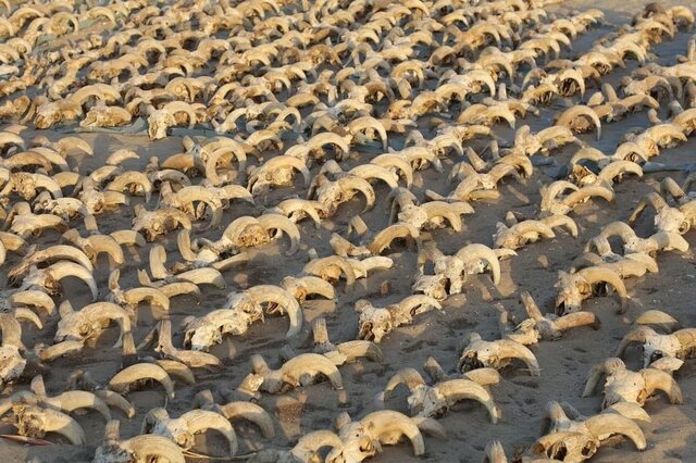 کشف هزاران سر قوچ مومیاییشده