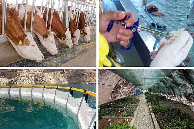 عکس تزئینی است. تبدیل کشاورزی ورامین از سنتی به مدرن اولویت استان است