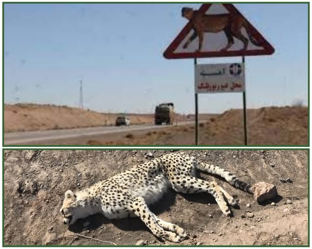 عکس تزئینی ست دستور استاندار در خصوص تلف شدن دهمین یوزپلنگ آسیایی در شرق استان