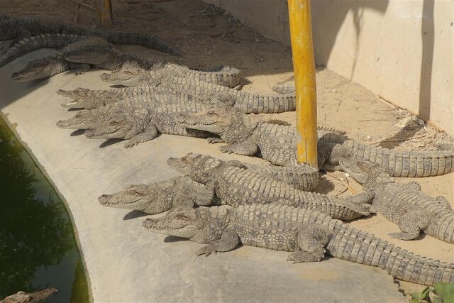 رشد ۵۶ درصدی حضور گردشگران در مناطق آزاد در سال جدید