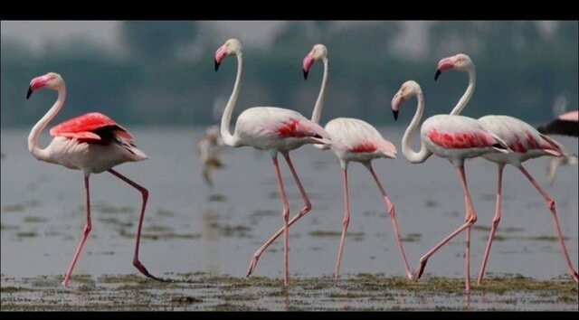 بالا آمدن آب تالاب بختگان احتمال بازگشت فلامینگوها را افزایش داده است بالا آمدن آب تالاب بختگان احتمال بازگشت فلامینگوها را افزایش داده است