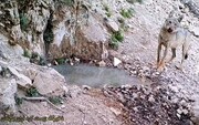 حمله گرگ به زن ۴۸ ساله در لردگان