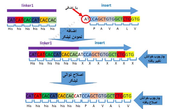 آموزش «کلون‌سازی ژن‌ با نرم‌افزار SnapGene» در دوره دانشجویی