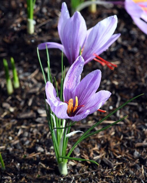 گرانترین گلهای جهان