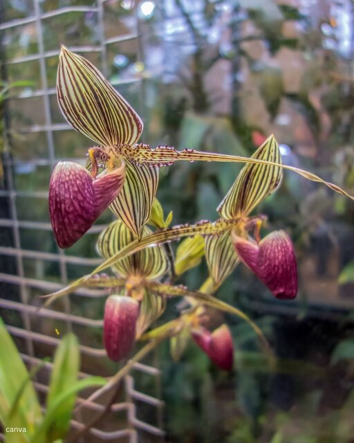 گرانترین گلهای جهان