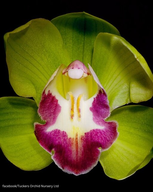 گرانترین گلهای جهان