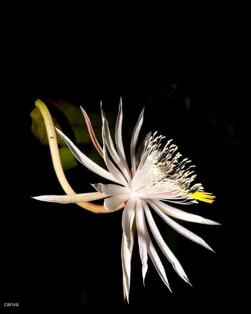 گرانترین گلهای جهان