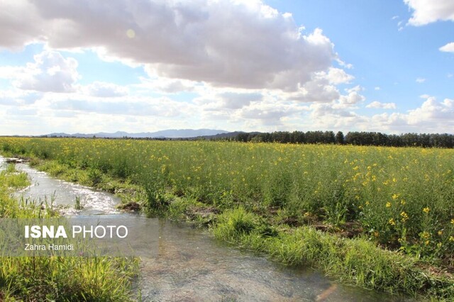 بهار در مزارع کلزای خوسف