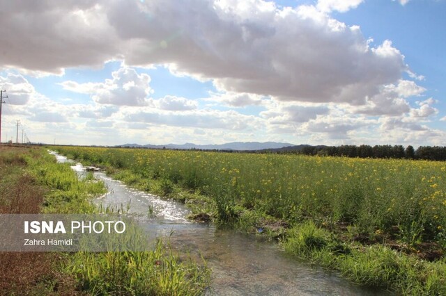 بهار در مزارع کلزای خوسف