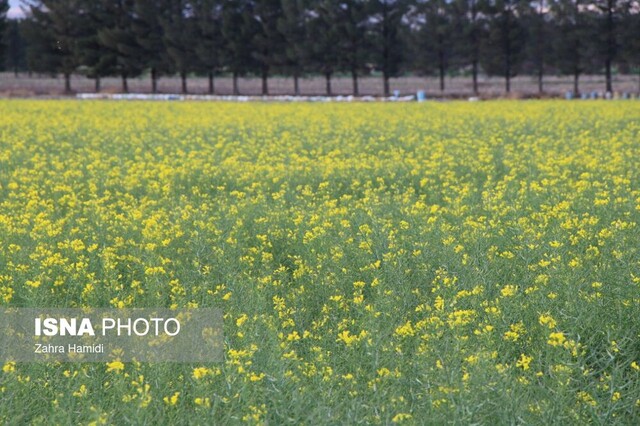 بهار در مزارع کلزای خوسف