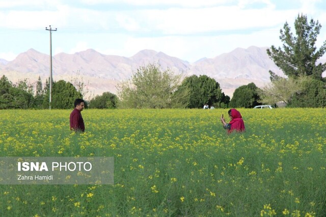 بهار در مزارع کلزای خوسف