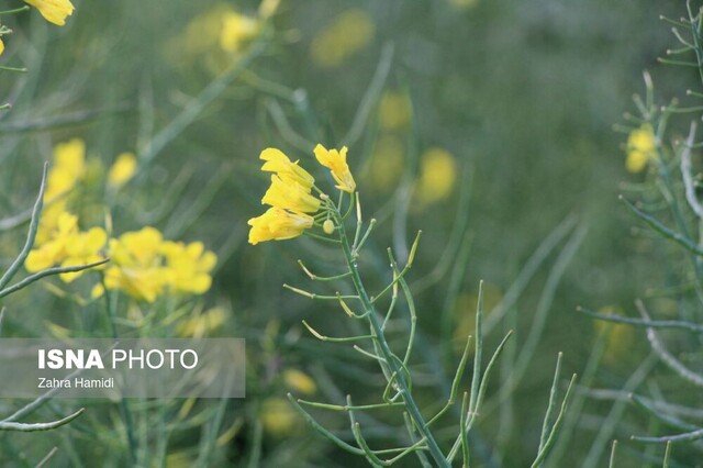 بهار در مزارع کلزای خوسف