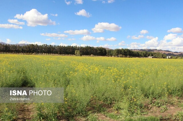 بهار در مزارع کلزای خوسف