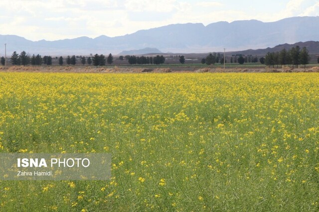 بهار در مزارع کلزای خوسف