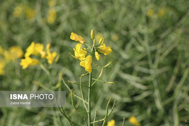 بهار در مزارع کلزای خوسف