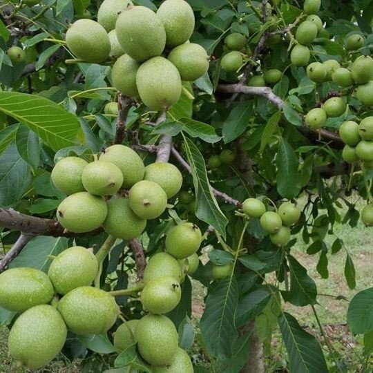 سه نهال گردوی پربار را بشناسید