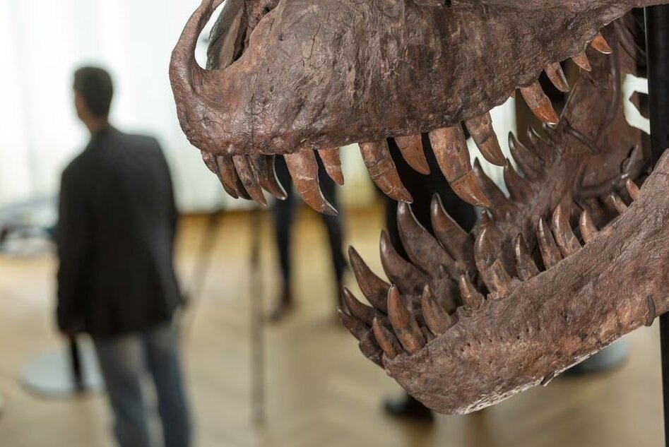 رونمایی از یک اسکلت نادر - ایسنا