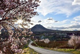 شکوفه های بهاری سامان شهر
