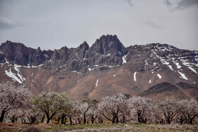 شکوفه های بهاری سامان شهر