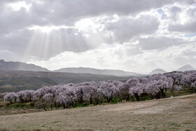 شکوفه های بهاری سامان شهر