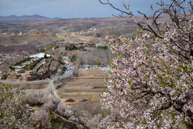 شکوفه های بهاری سامان شهر