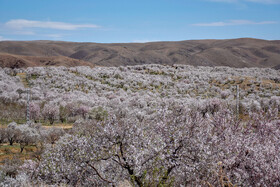 شکوفه های بهاری سامان شهر