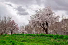 شکوفه های بهاری سامان شهر