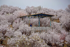 شکوفه های بهاری سامان شهر