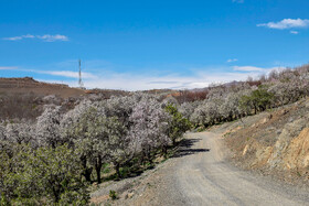 شکوفه های بهاری سامان شهر