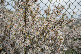 شکوفه های بهاری سامان شهر