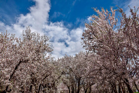 شکوفه های بهاری سامان شهر