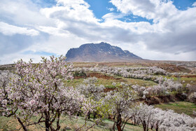 شکوفه های بهاری سامان شهر