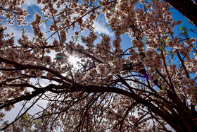 شکوفه های بهاری سامان شهر