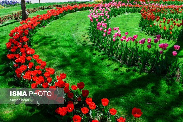 جشنواره لاله‌های کرج تا ۲۰ فروردین برپاست