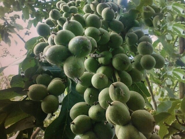 نهال گردو ژنوتیپ و اصلاح شده را به صورت علمی بشناسید