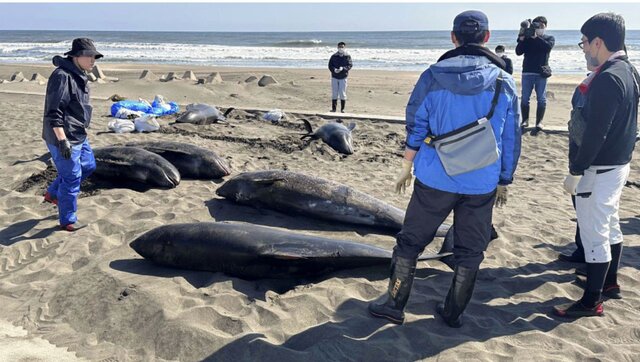 ده‌ها دلفین در ساحل ژاپن به گل نشستند