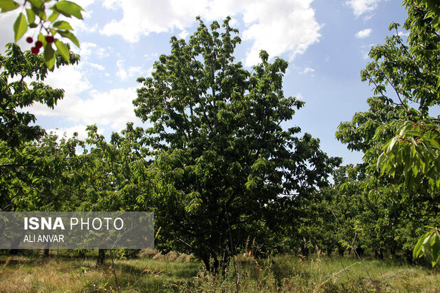 هیر؛ شهر باغهای بهشتی