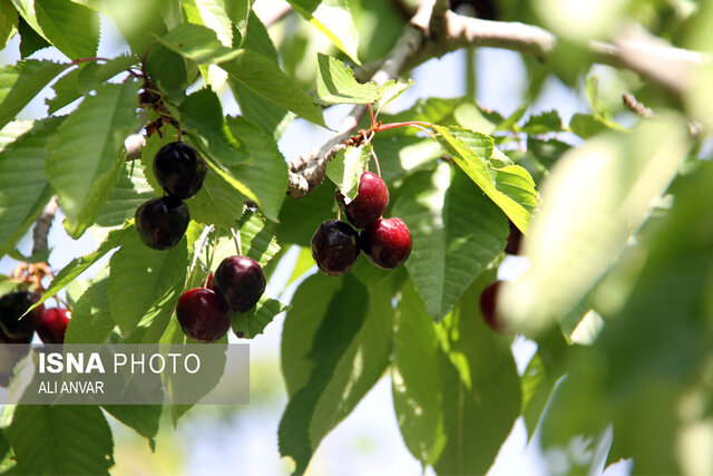 هیر؛ شهر باغهای بهشتی