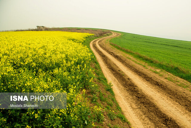 پیش‌بینی کشت ۹۰۰ هکتار کلزا در مشهد طی سال زراعی جدید