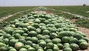 کشت ۵۵۰ هکتاری خربزه و هندوانه در خراسان شمالی؛ پیش‌بینی تولید بیش از ۱۵ هزار تن محصول