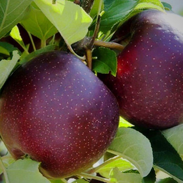 آشنایی با انواع نهال سیب پیوندی و اصلاح شده