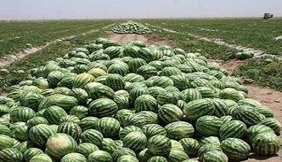 برداشت هندوانه خارج از فصل در جاسک آغاز شد برداشت هندوانه خارج از فصل در جاسک آغاز شد