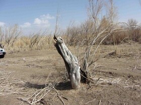 کشف ۲ تن درختچه تاغ و ۱۷ اصله پایه درخت ارس و بلوط انبارشده در شهرستان میامی