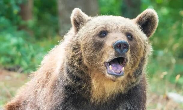 عکس: گاردین مقامات ایتالیایی در جستجوی خرسی که یک دونده را کشت
