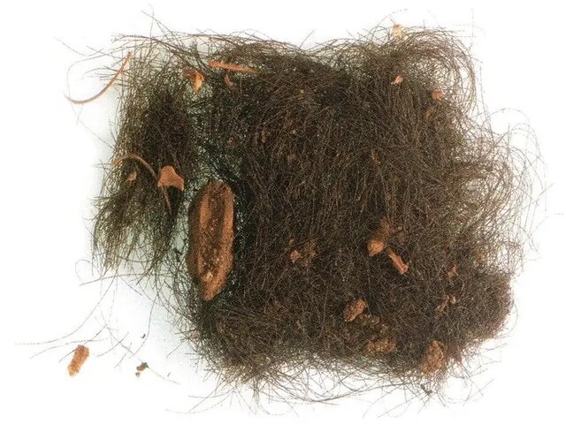 دانشمندان میگویند انسانها ۳ هزار سال پیش مواد روانگردان استفاده میکردند