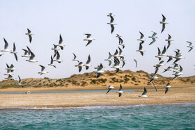 بسیاری از پرندگان مهاجر در فصل مهاجرت، چند صباحی را در این جزیره سپری و گاهی نیز تخم‌گذاری می‌کنند. 