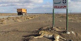 لزوم تجهیز محدوده تردد یوزپلنگ ها به دوربین‌های کنترل سرعت