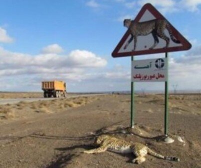 ایمنسازی جاده «عباس آباد» برای یوزپلنگ آسیایی به کجا رسید؟ ایمنسازی جاده «عباس آباد» برای یوزپلنگ آسیایی به کجا رسید؟