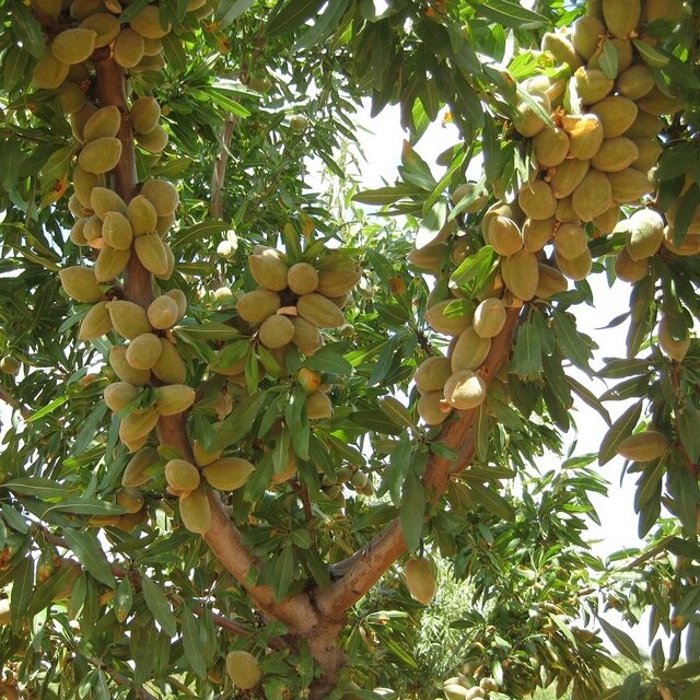 آشنایی با قدمت نهال بادام و موارد مصرف آن جهت سرمایه‌گذاری بهتر